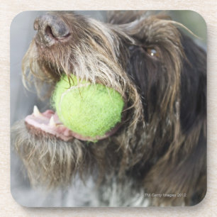Pointer dog biting tennis ball, close-up coaster