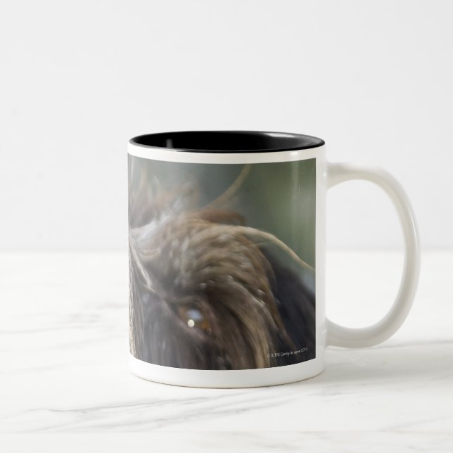Pointer dog biting tennis ball, close-up Two-Tone coffee mug (Right)