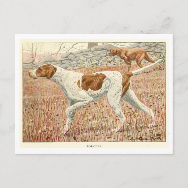 Pointer Dogs Postcard (Front)