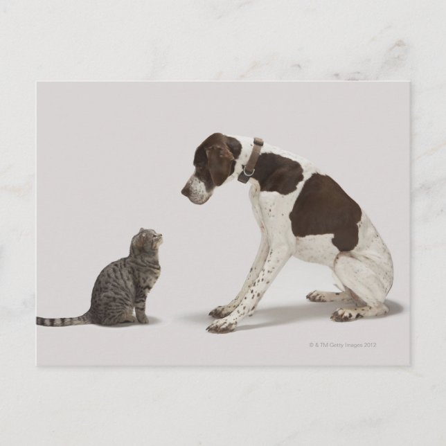 Pointer looking down at cat postcard (Front)
