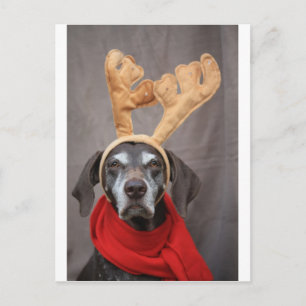 pointer reindeer postcard