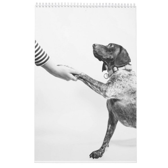 Pointeur à cheveux courts allemand 2024 Calendrier (Dos)