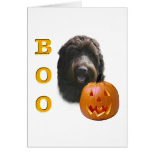 Pointeur à poils durs Griffon Boo