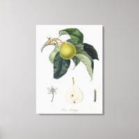 Poire d'ange, engraved by Bocourt, published 1755