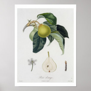 Poire d'ange, engraved by Bocourt, published 1755 Poster