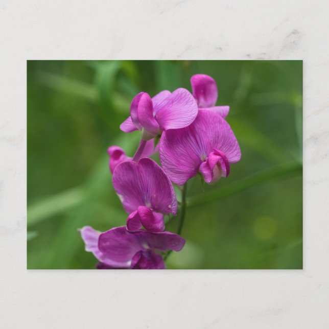 Pois doux jolie Fleur sauvage rose carte postale (Devant)