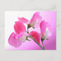 Pois rose doux - Parfum printemps - carte postale
