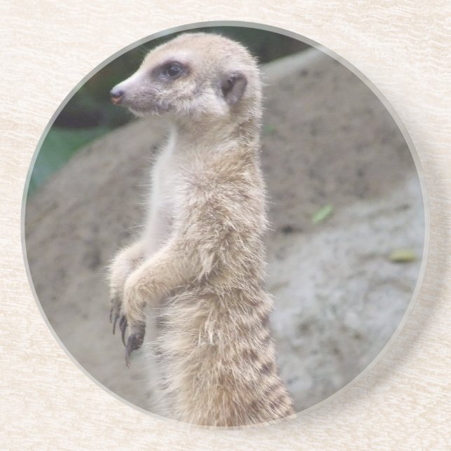 Poised Meerkat Coaster (Front)