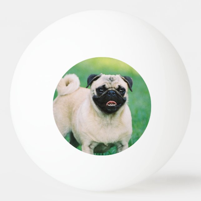 Poised Pug Ping Pong Ball (Front)