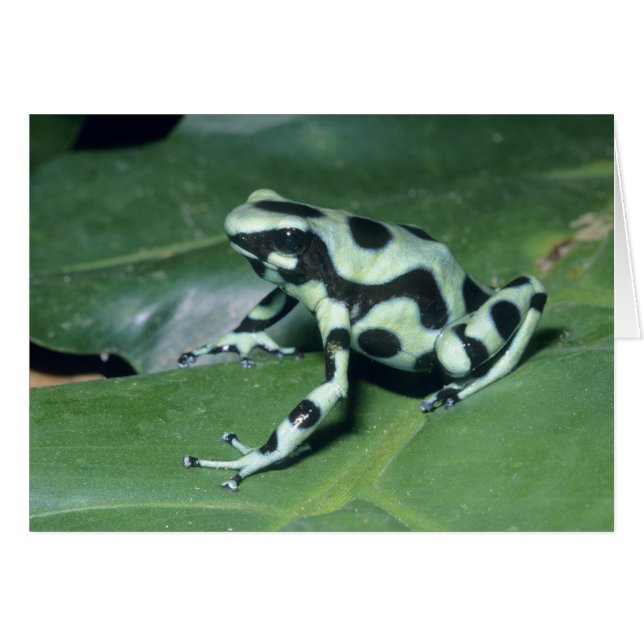 Poison Dart Frog, (Dendrobates auratus) Cahuita (Front Horizontal)
