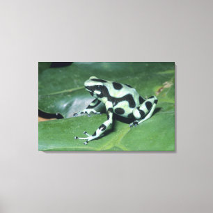 Poison Dart Frog, (Dendrobates auratus) Cahuita Canvas Print