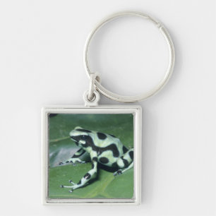 Poison Dart Frog, (Dendrobates auratus) Cahuita Keychain