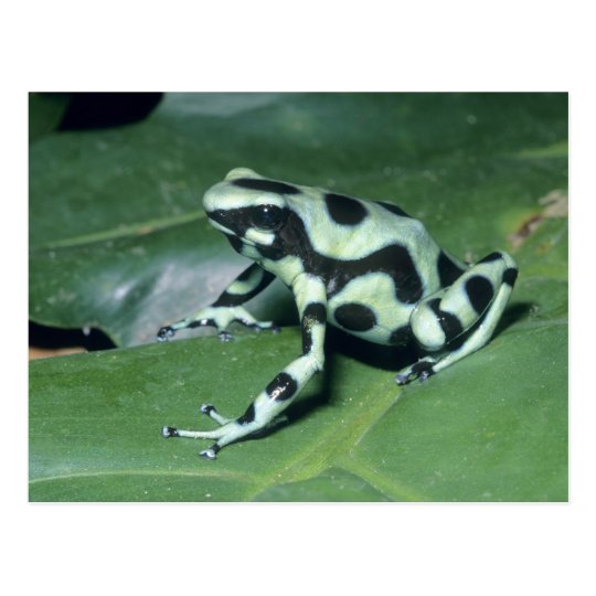 Poison Dart Frog, (Dendrobates auratus) Cahuita Postcard