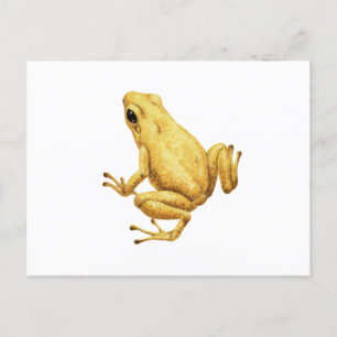 Poison dart frog postcard