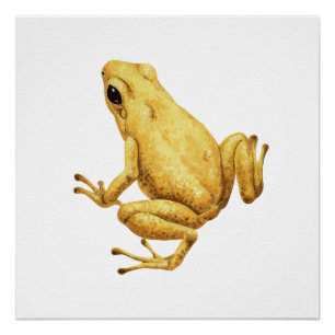 Poison dart frog poster