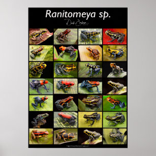 Poison Dart Frog Species From The Genus Ranitomeya Poster