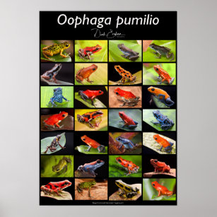 Poison dart frog species from the genus Ranitomeya Poster