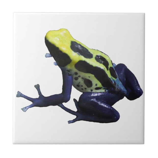 Poison Dart Frog Tile (Front)
