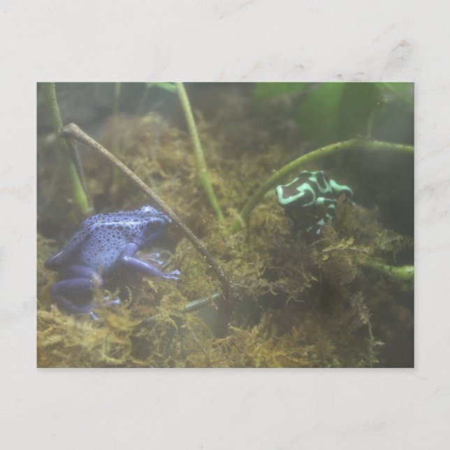 Poison Dart Frogs Postcard (Front)