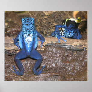 Poison Dart Frogs Poster