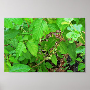 Poison ivy with flowers poster