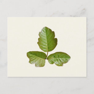 Poison Oak Leaves - Identify itchy plant for hikes Postcard
