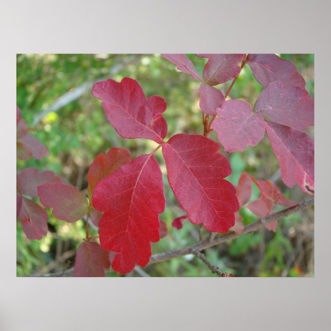 Poison Poison Oak Poster (Devant)