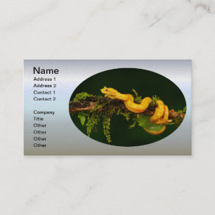 Poison Viper Snake from Costa Rica Business Card