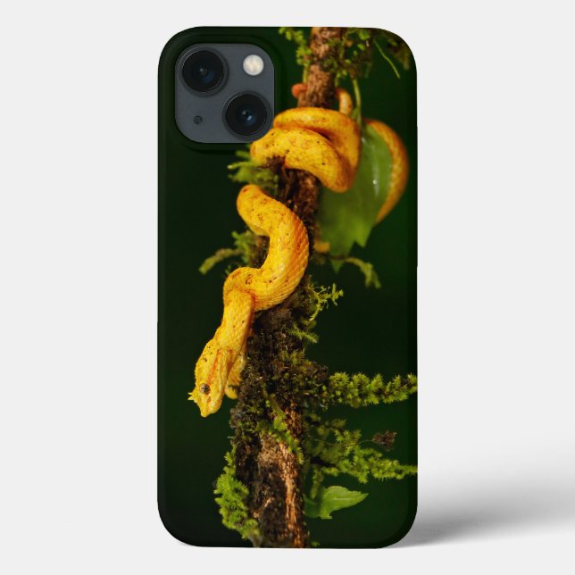Poison Viper Snake from Costa Rica Case-Mate iPhone Case (Back)