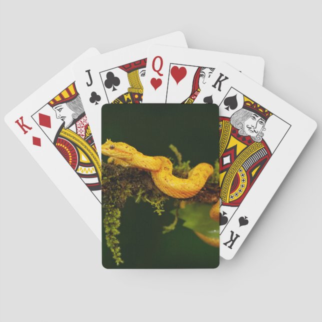 Poison Viper Snake from Costa Rica Playing Cards (Back)