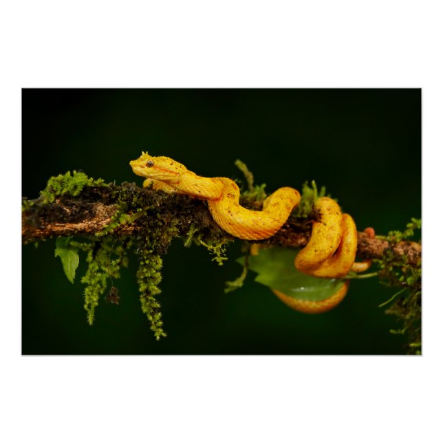 Poison Viper Snake from Costa Rica Poster (Front)