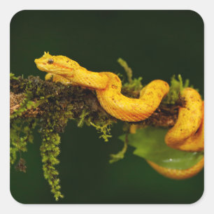 Poison Viper Snake from Costa Rica Square Sticker