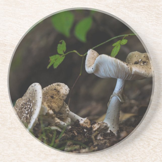 Poisonous Beauty Coaster (Front)