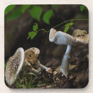 Poisonous Beauty Coaster