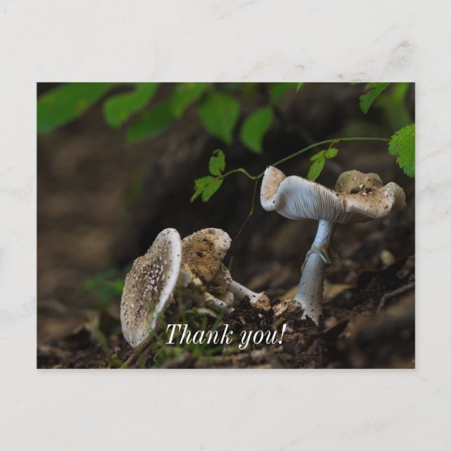 Poisonous Beauty Postcard (Front)