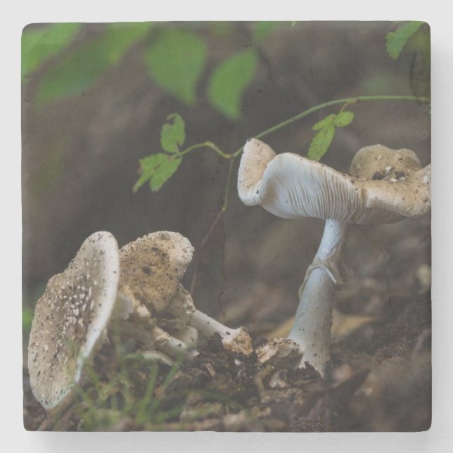 Poisonous Beauty Stone Coaster (Front)