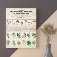 Poisonous Mushrooms Vintage Retro 1840-1850