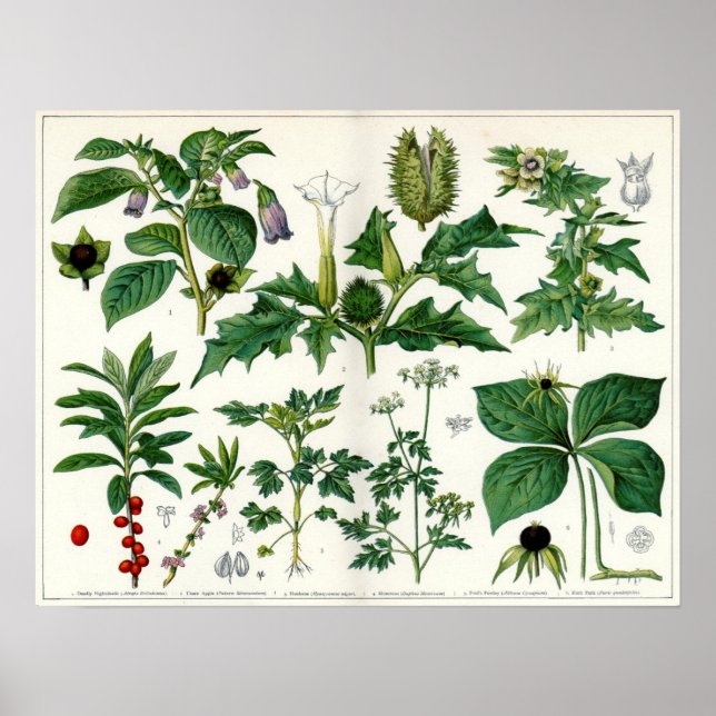 Poisonous Plants Poster (Front)