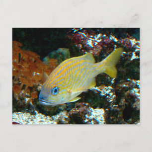 poisson 2 Carte postale