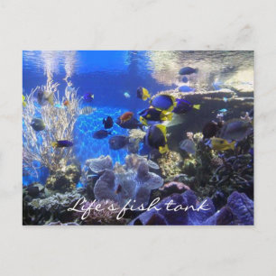 Poisson 2 carte postale