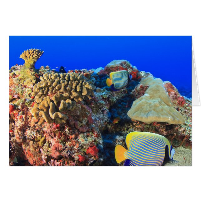 Poisson-ange royal Pygoplites diacanthus), (Devant horizontal)