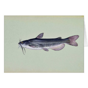 Poisson-chat blanc