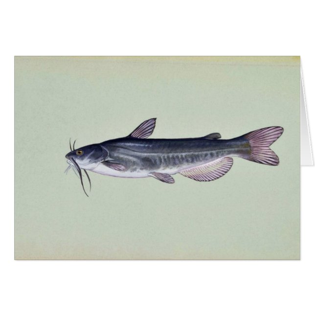 Poisson-chat blanc (Devant horizontal)