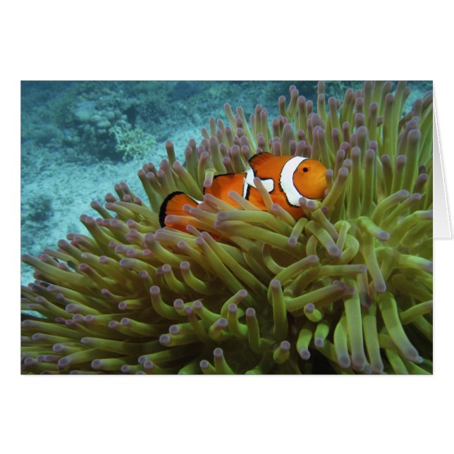 Poisson clown ( Amphiprion ocellaris ) (Devant horizontal)