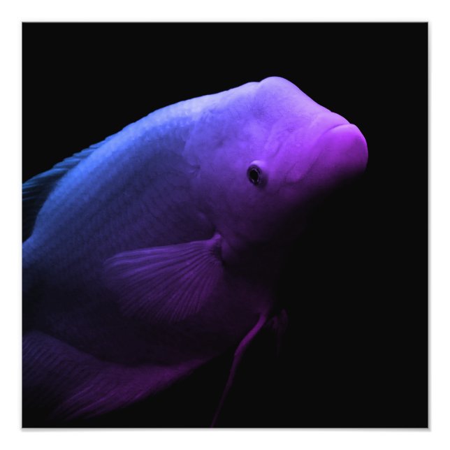 Poisson dans un réservoir - Photographie d'art (Devant)
