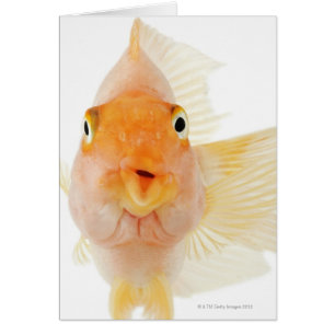 Poisson d'eau douce tropicale