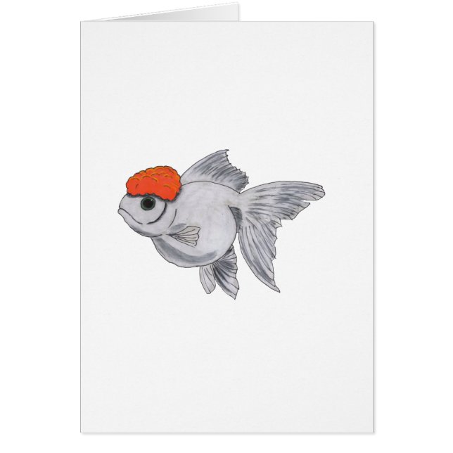 Poisson d'or blanc et orange Oranda Aquarium Poiss (Devant)