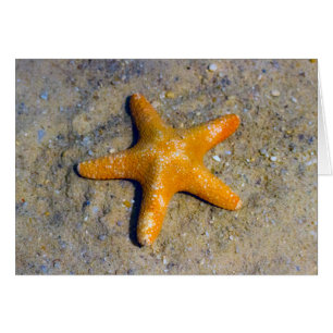 Poisson étoilée dans le sable