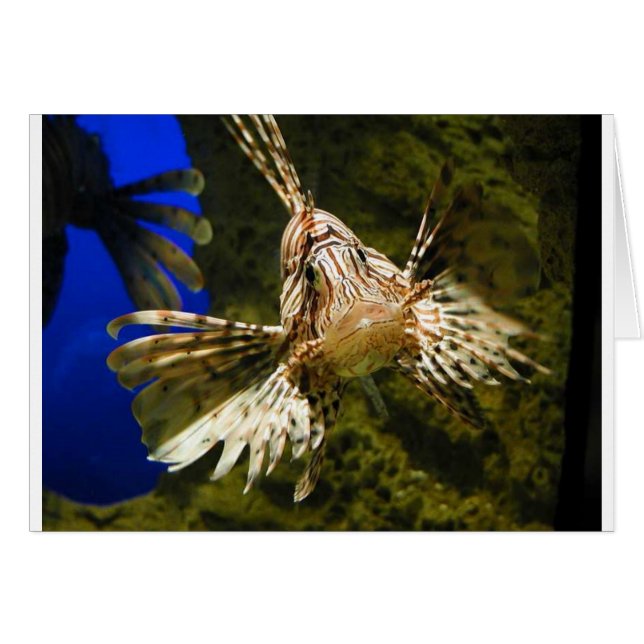 poisson lioné (Devant horizontal)