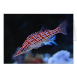 Poisson-mouche à nez rouge